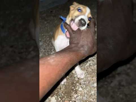 🐶நாய்குட்டி செய்த அலப்பறை😻….#dog #naay #shorts