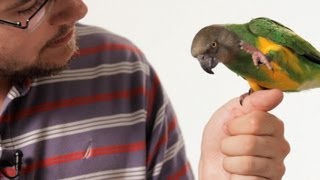 How to Teach Your Parrot to Talk | Parrot Training