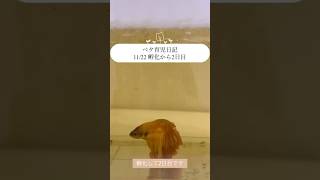 【ベタ育児日記11/22 孵化から2日目】グラビアアイドルの和地つかさです！愛しの愛ベタの遺伝子を残すべく、繁殖をはじめました。初心者なので生暖かくお見守りください。#ベタ繁殖初心者