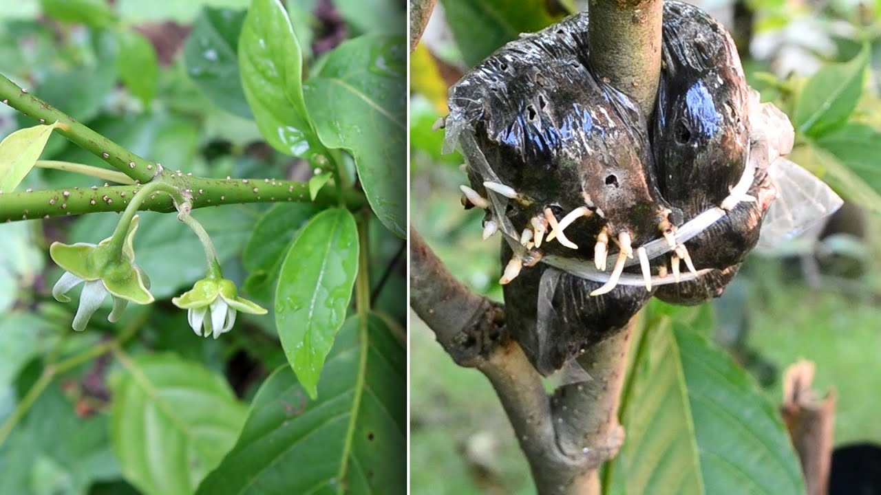 Как укоренить цветок иланг-иланга