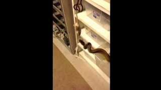 Celebrity Super cinnamon fader ball python out of the tub to eat! Wealth