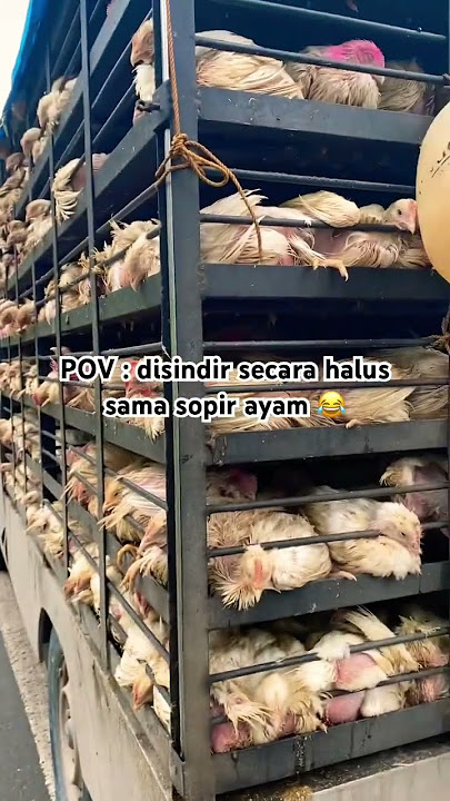 Siapa yang klo dibelakang mobil angkut ayam tutup hidung?😂 #sopir #ayam #viralvideo #viral