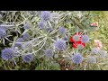 Эрингиум, прекрасный синеголовник ( лат. Eryngium planum) на садовой клумбе.Редкость в саду