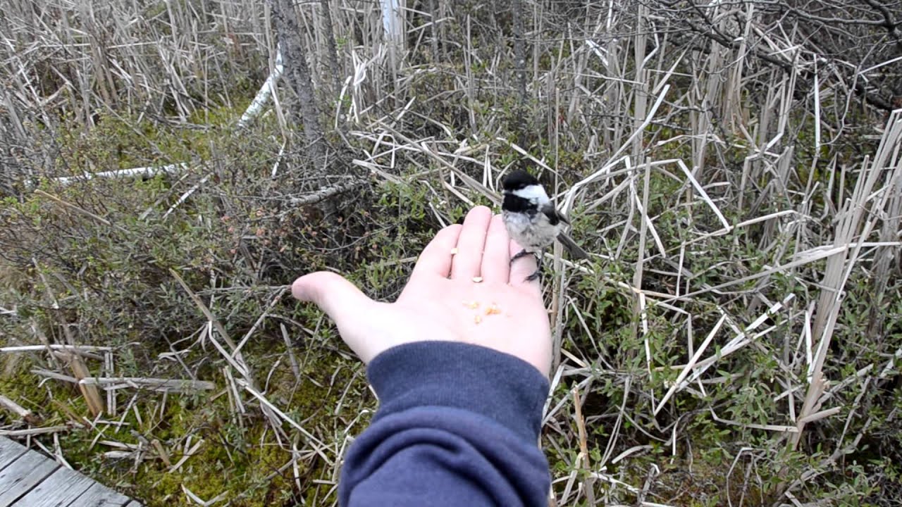 activism vs advocacy Derek Atkinson and Friends