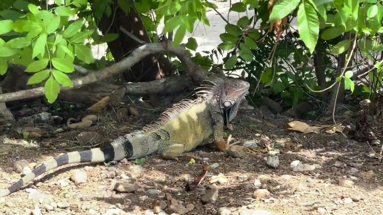 Sleep & Relaxation,2 hours | Punta Culebra & Amador Causeway Panama City, Panama
