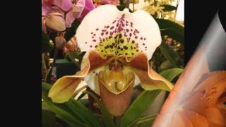 Cha Cha Cha Step Reggae screenshot 1