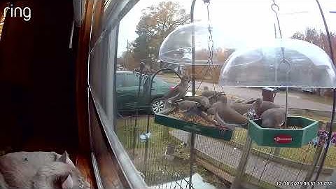 RingVideo 20251218 195010