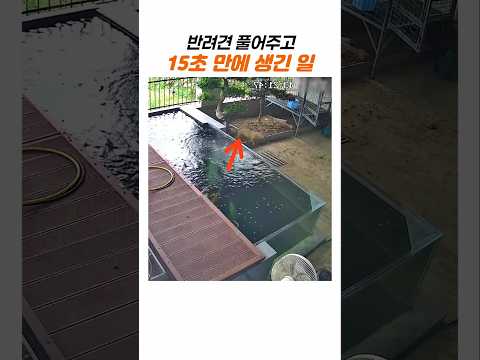 반려견을 키우면 한순간도 방심할 수 없는 이유 thumbnail