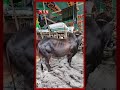 গরু নিয়ে ক্রেতা-বিক্রেতার দাম কষাকষি #gorurhat #qurbani #qurbani2026 #somoytv #shorts