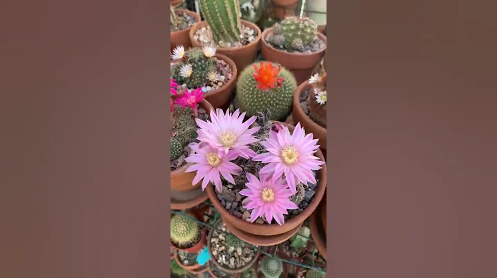 You gotta love these cactus flowers! 🥰🌺🌵🌼 - DayDayNews