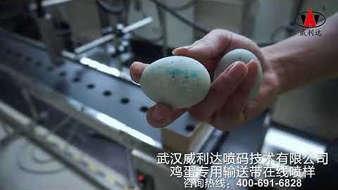 【Egg printing】Willita CIJ Inkjet Printer with egg conveyor Date Inkjet Batch Code Printing Machine