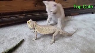 「面白い動物」あり得ないことをする犬, 猫・おもしろ犬, 猫のハプニング, 失敗集 #522