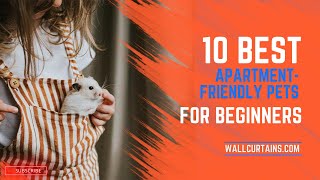 Details 10 Best Apartment Friendly Pets for Beginners Update