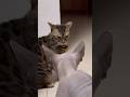 喧嘩中の猫の様子が面白すぎるww【ベンガル スフィンクス猫】