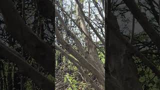 Plane spotting near MME (teesside airport) at burn woods