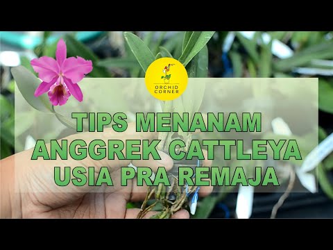 Video: Informasi Tentang Anggrek Cattleya - Cara Menanam Anggrek Cattleya