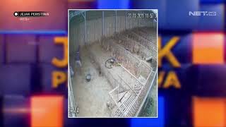 Terekam Cctv Maling Itik Ini Santai Aja - Jejak Peristiwa