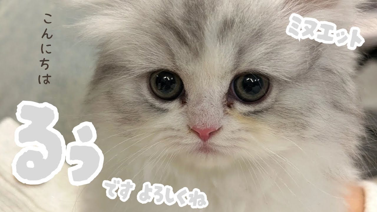 【お迎え初日】我が家に子猫がやってきた【ミヌエット】