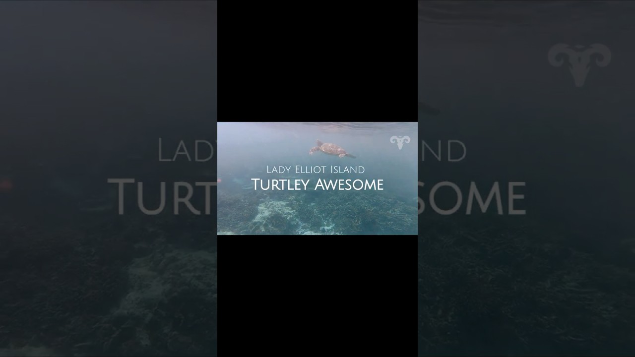 ⁣Lady Elliot Island - Turtley Awesome! | Sailing ARGO