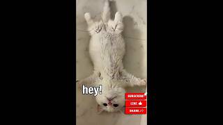 Funny Animals 🤣86 #SWLMP #swlmpf #verticallivefeed #funnycats #robloxshorts #kids #funny #cats #dogs