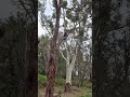 Tree Lopping in Albany WA 🌳 #capetreeservice #treeloppingalbany #treeremovalmountbarkerwa