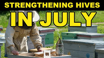 Beekeeping Tips For Strengthening Hives In July