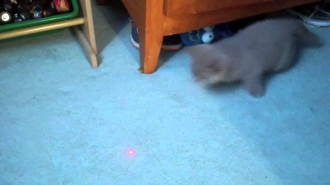 Cat Chasing Laser Light YouTube