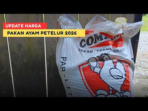 Harga Pakan Ayam Petelur Pabrikan, Update Maret 2026