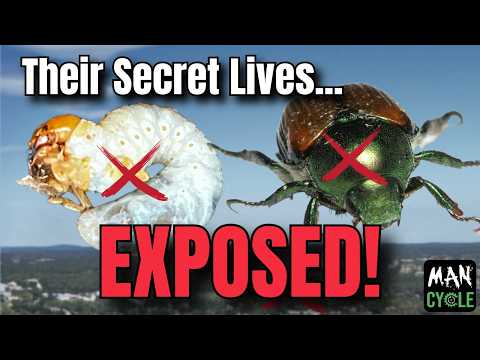 What Is The Life Cycle Of Japanese Beetles