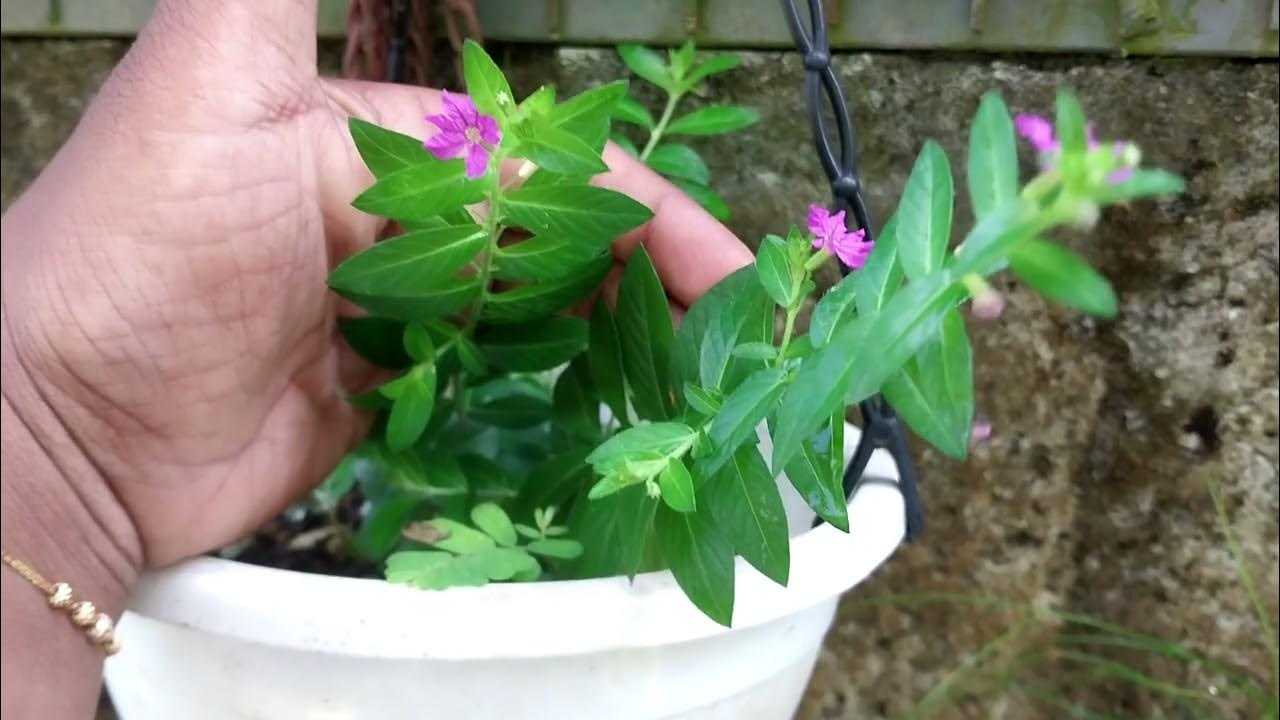 LOW COST PLANTS FOR SALE20 RUPEES PLANTS FOR SALE YouTube