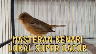 Masteran Kenari Lokal Super Gacor