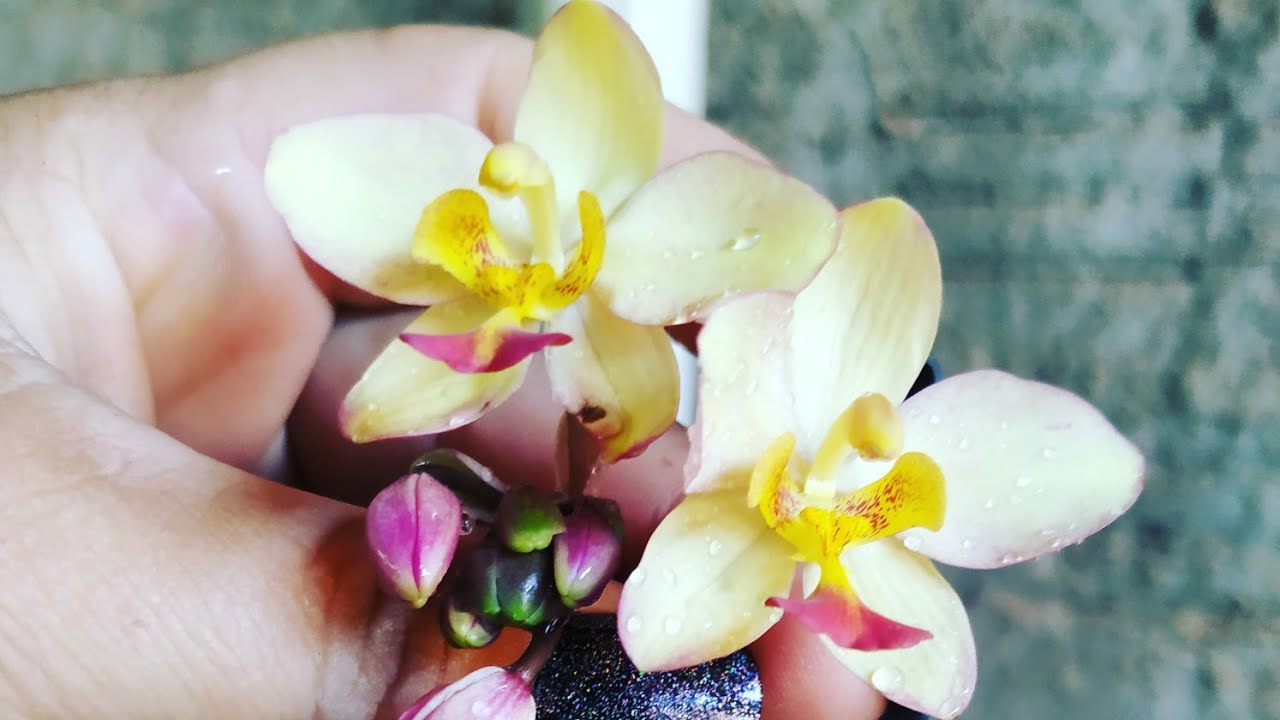 Orquídea Spathoglottis Amarela Kimballiana | Parcelamento sem juros