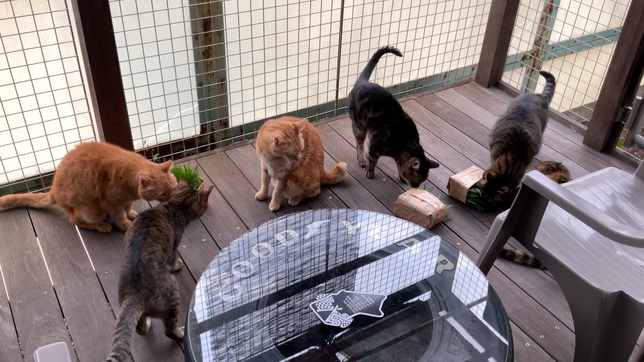 My Cat From Hell #928 / 猫達の日常 - YouTube