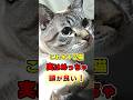 実は超頭いい!本当に賢い猫だけがする7つの行動 #猫 #ねこたんの解説 #猫雑学