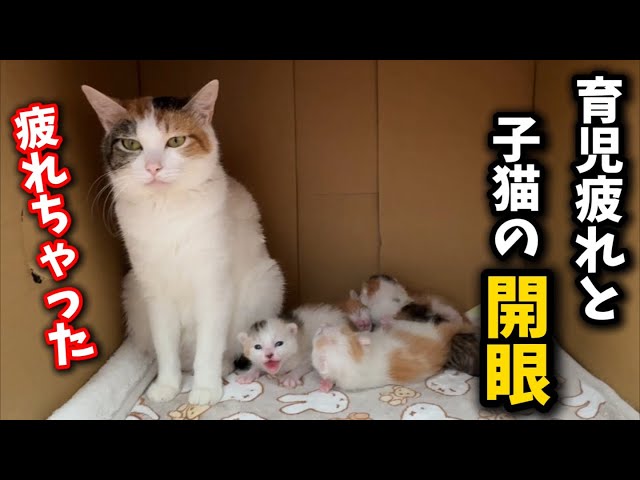 babythree400%　レア　泣いてる目涙目うるうる目 babythree 泣いてる目涙目 リリーシリーズ第3世代 - メルカリ