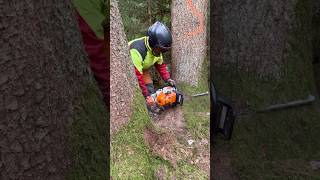 Holzfällarbeiten mit Motorsäge 🌲 | Baum fällen sicher &amp; professionell | Forstarbeiten Deutschland