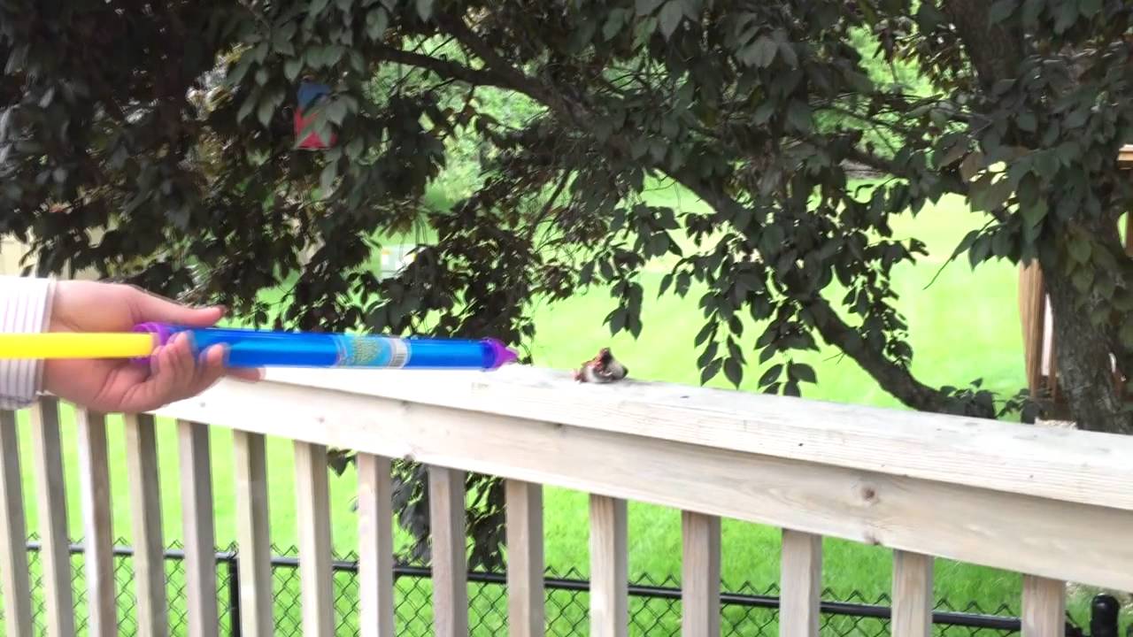 DIY Raccoon Face on Deck Removal Tutorial