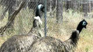 Emu calls