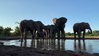 ゾウの赤ちゃん転ぶボツワナ Baby Elephant Falls Down , Botswana