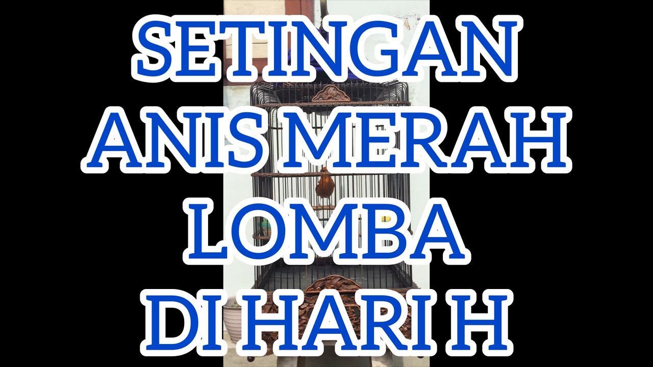 Setingan Lomba Anis Merah Fortuna Di Hari H