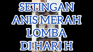 Setingan Lomba Anis Merah Fortuna Di Hari H