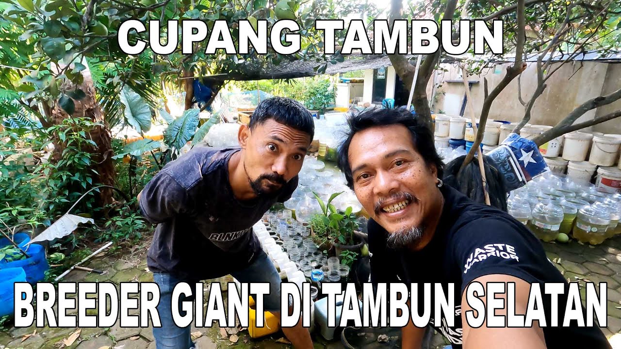 CUPANG TAMBUN BREEDER CUPANG GIANT