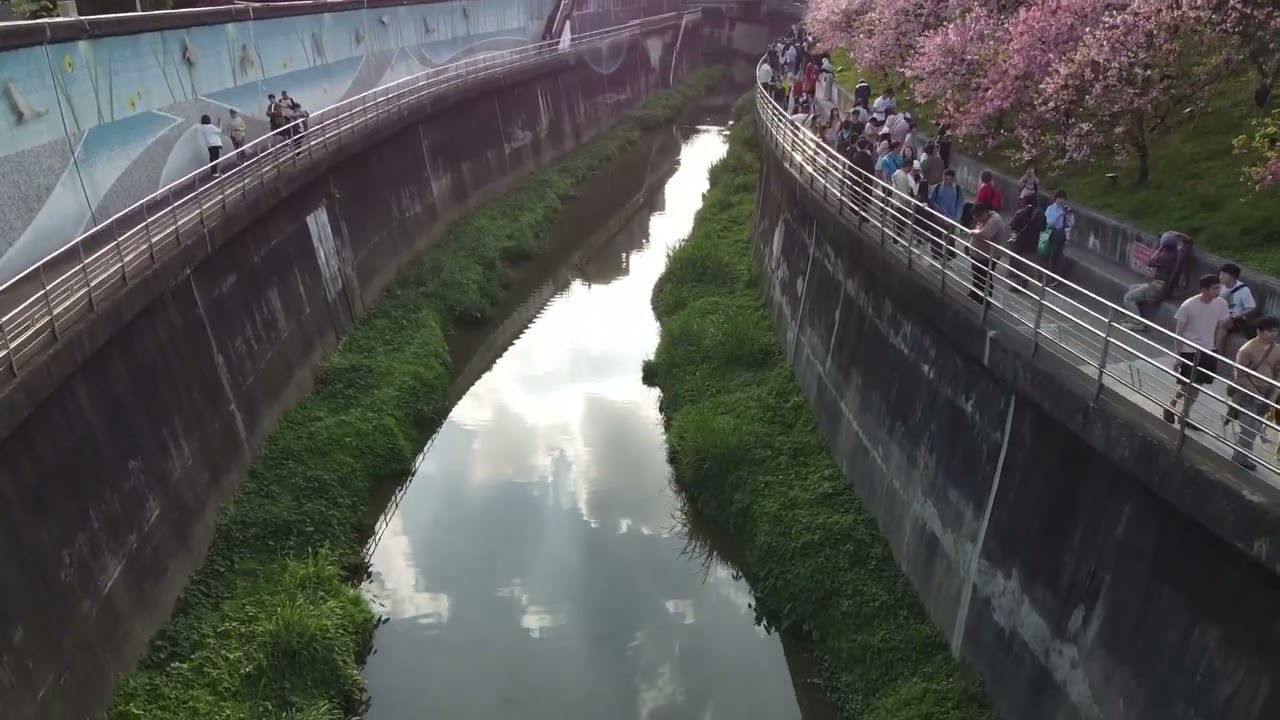 115 02 15 內湖樂活公園賞櫻之旅