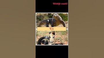 Komodo Dragon vs King Cobra – Who Wins This Deadly Fight?