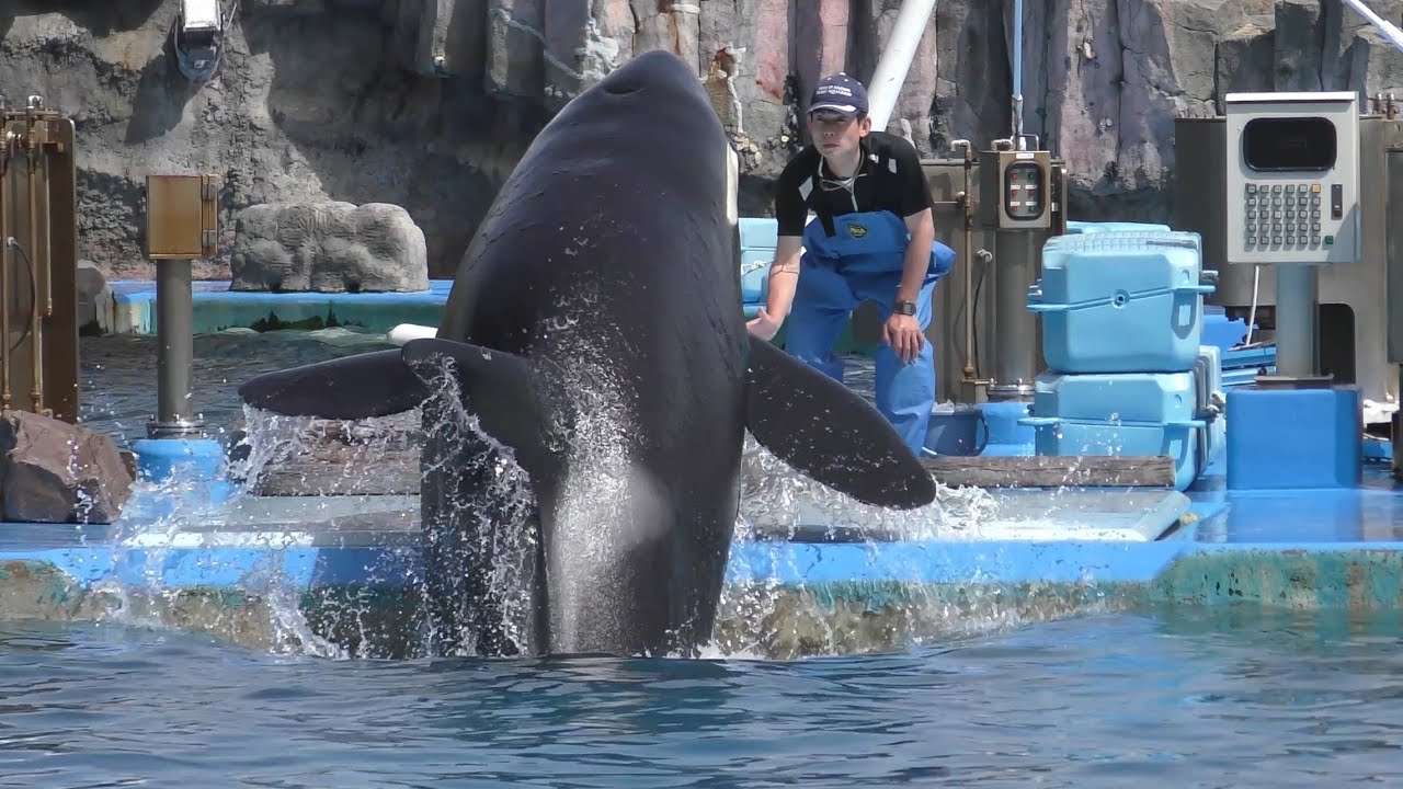 シャチ リンちゃんとアースくん 体重測定しましょうね 【名古屋港