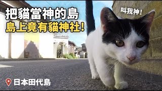 把貓當神的田代島，島上竟有貓神社！【狸貓】