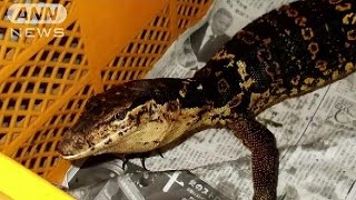 「ワニのような・・・」横浜市で約1.2mのトカゲ見つかる(15/11/10)