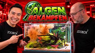 Cyanobakterien loswerden OHNE Chemie – dieser Trick hat funktioniert