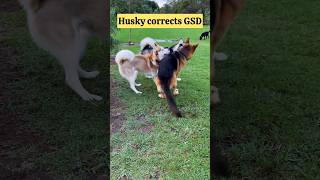 GSD competes for Alpha #gsd #husky #siberianhusky #germanshepherd #dog #doglover