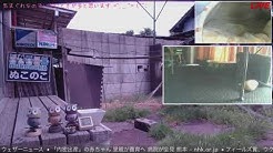 Nuko Noko Youtube